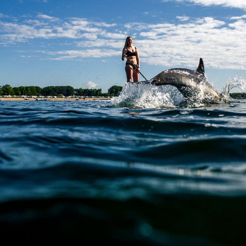 Das Delfin Bild entstand bei einer spontanen SUP Session zusammen mit Freunden in Eckernfrde im Frhling 2020.