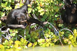 Neben Pavianen haben wir auch Schimpansen am Ufer gesichtet, Gambia