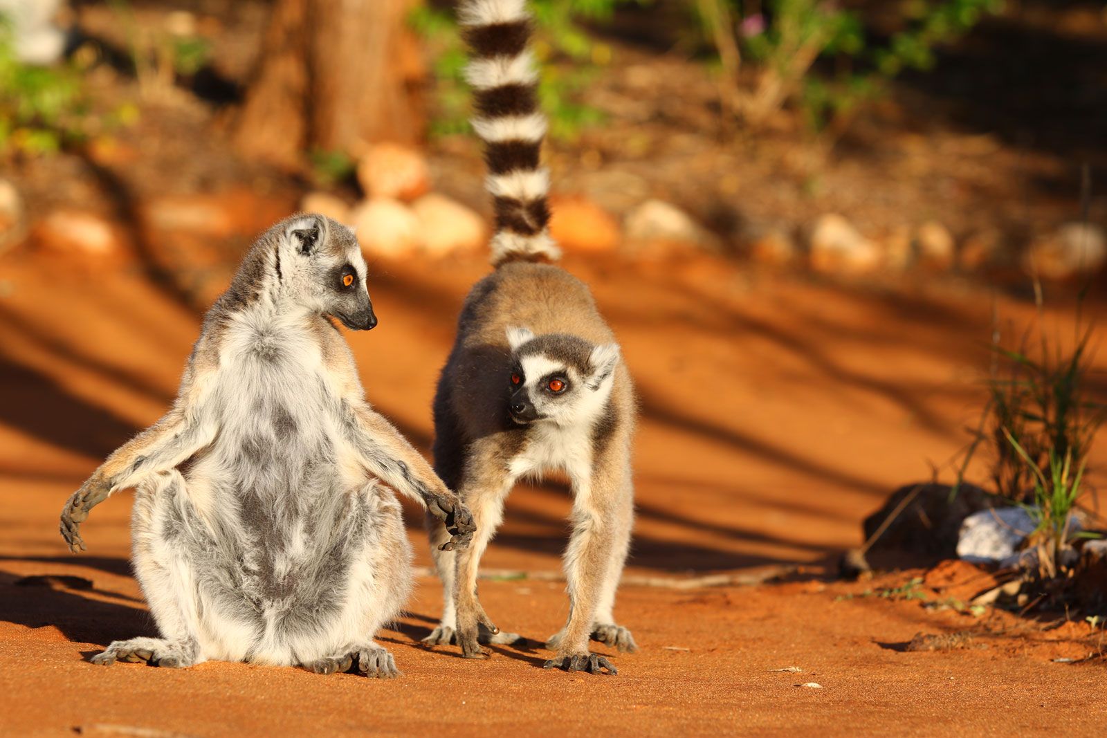 Madagaskar - Leon Jamaer und Thomas Traversa erkunden den afrikanischen Inselstaat 