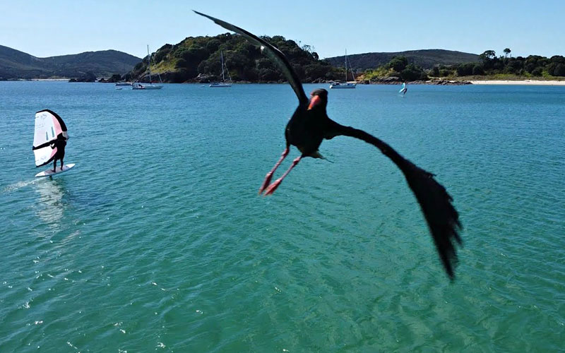 Attack of the Oystercatcher - William Novak